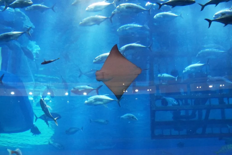 Dubai Aquarium