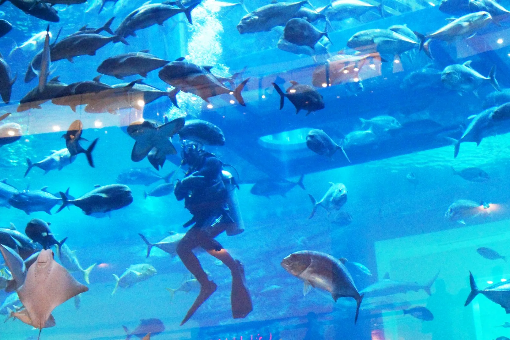 Dubai Aquarium