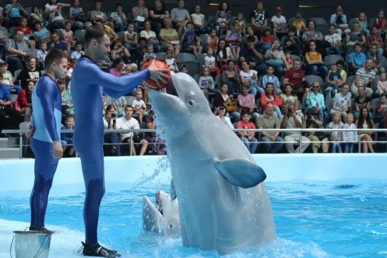 Dubai Dolphinarium