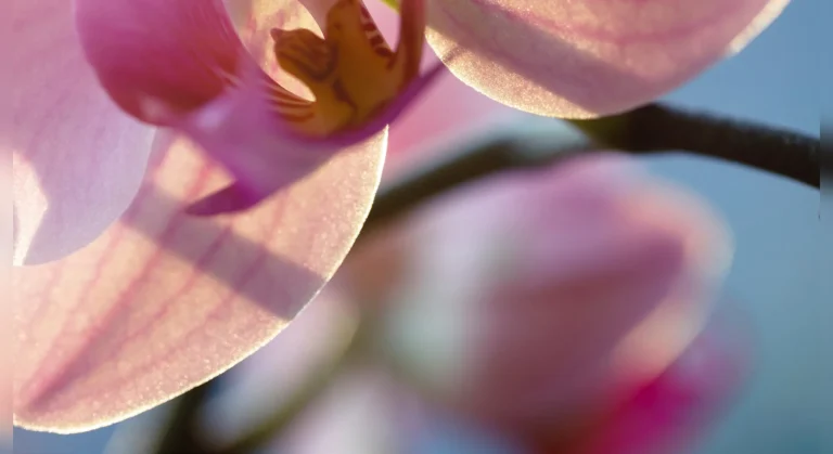 Orchid at Creek Beach by Emaar Properties in Creek Beach, Dubai