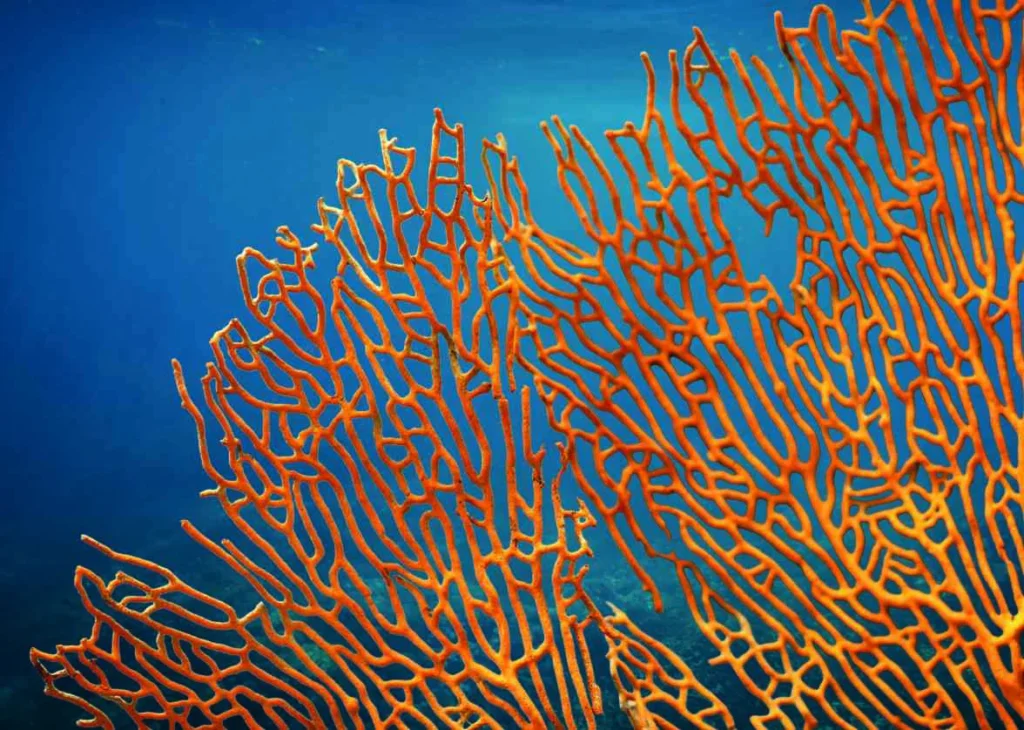 Palm Jebel Ali - The Beach And Coral Collection - Frond F by The Palm - Jebel Ali Co in Palm Jebel Ali, Dubai
