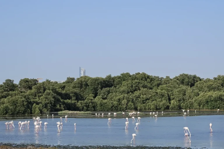 Ras Al Khor Wildlife Sanctuary