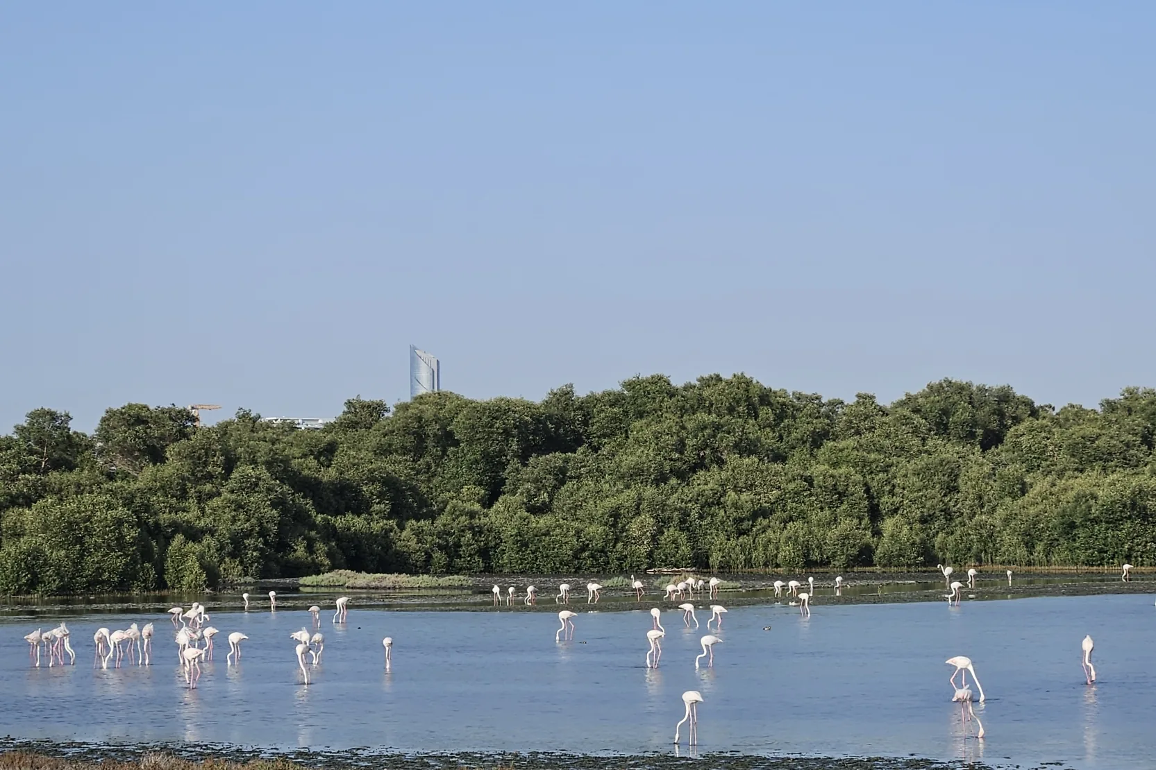 Ras Al Khor Wildlife Sanctuary