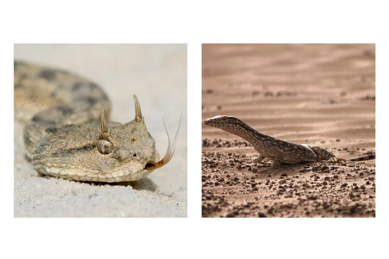 Ras Al Khor Wildlife Sanctuary